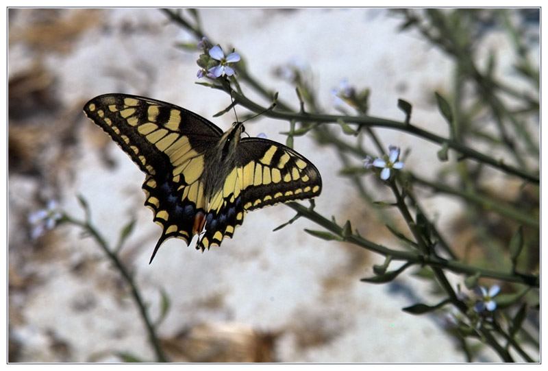 Schmetterling am Badestrand (Schwalbenschwanz)