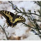 Schmetterling am Badestrand (Schwalbenschwanz)