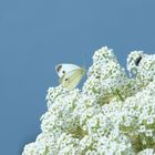 Schmetterling am Balkon