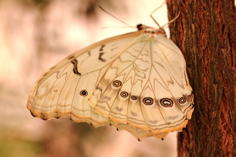 Schmetterling am Baum