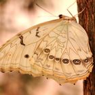 Schmetterling am Baum