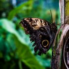 Schmetterling am Baum