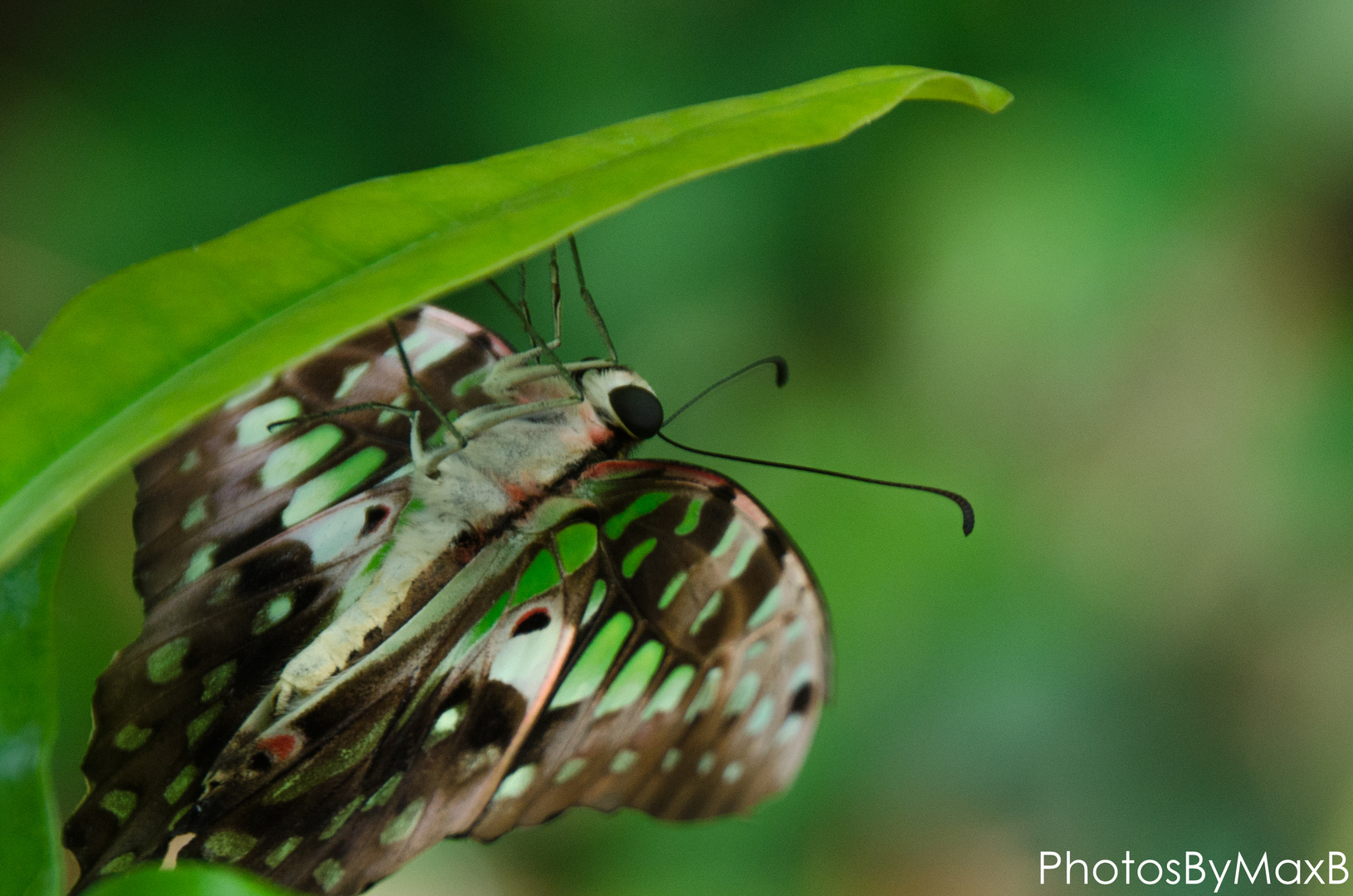 Schmetterling am Blatt