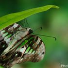 Schmetterling am Blatt