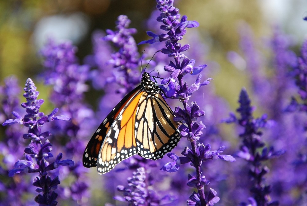 Schmetterling am blühendem Lavendel - Neuseeland