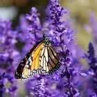 Schmetterling am blühendem Lavendel - Neuseeland