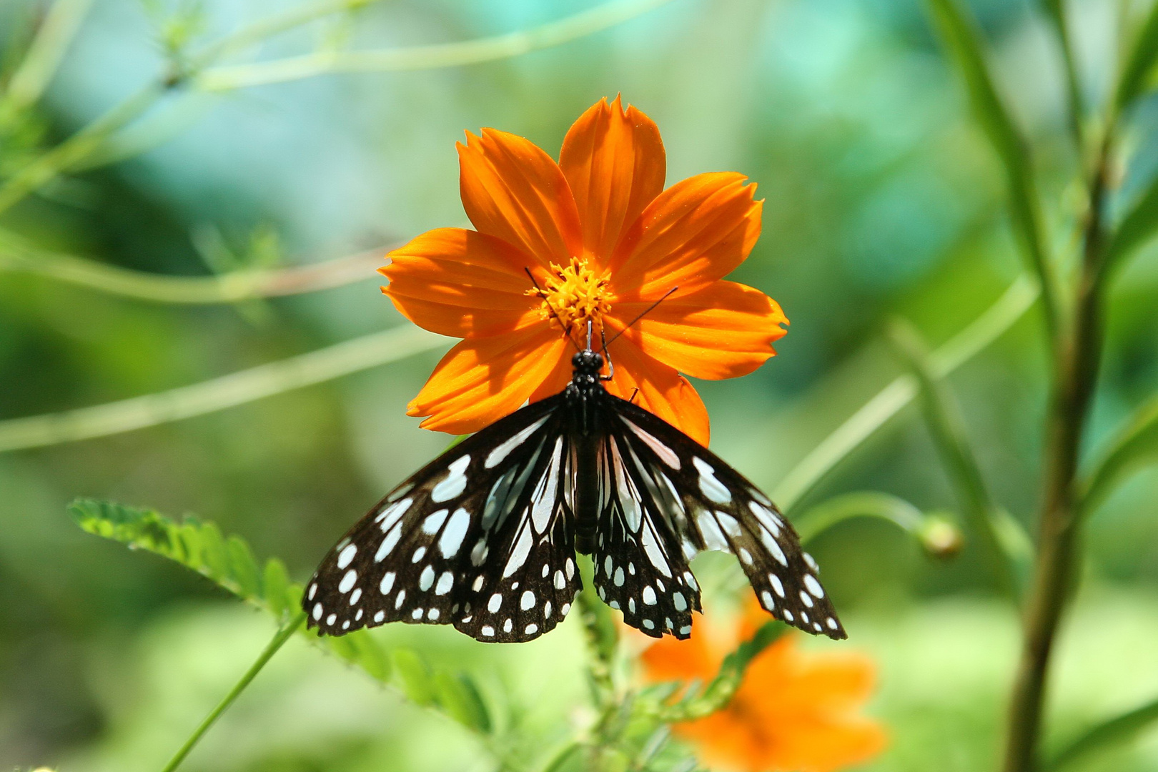 Schmetterling am Blume