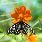 Schmetterling am Blume