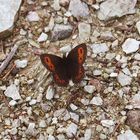 Schmetterling am Boden in Kitzbühel