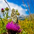 Schmetterling am Campo Imperatore | Gran Sasso Italia