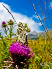 Schmetterling am Campo Imperatore | Gran Sasso Italia