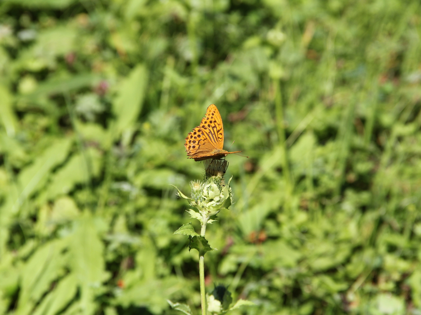 Schmetterling am Chiemsee