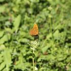 Schmetterling am Chiemsee