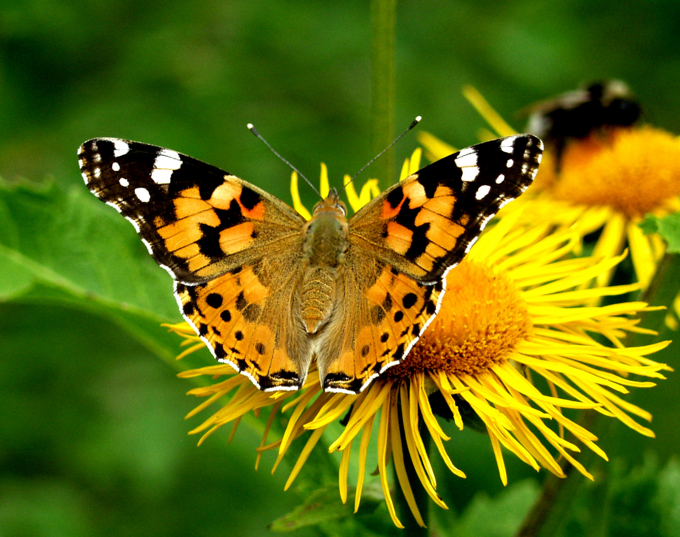 Schmetterling am Dobratsch