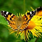 Schmetterling am Dobratsch