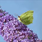 Schmetterling  am  Donnerstag 