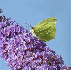 Schmetterling  am  Donnerstag 