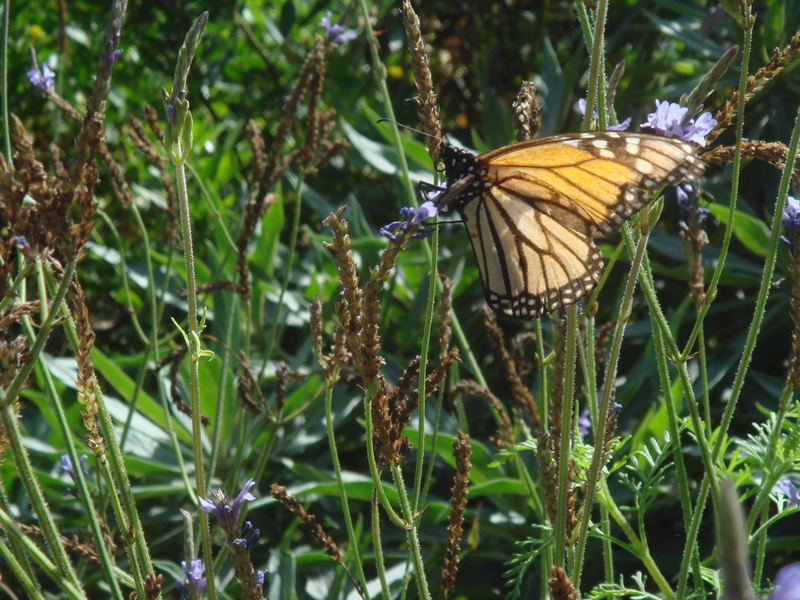 Schmetterling am Drachenbaum