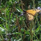 Schmetterling am Drachenbaum