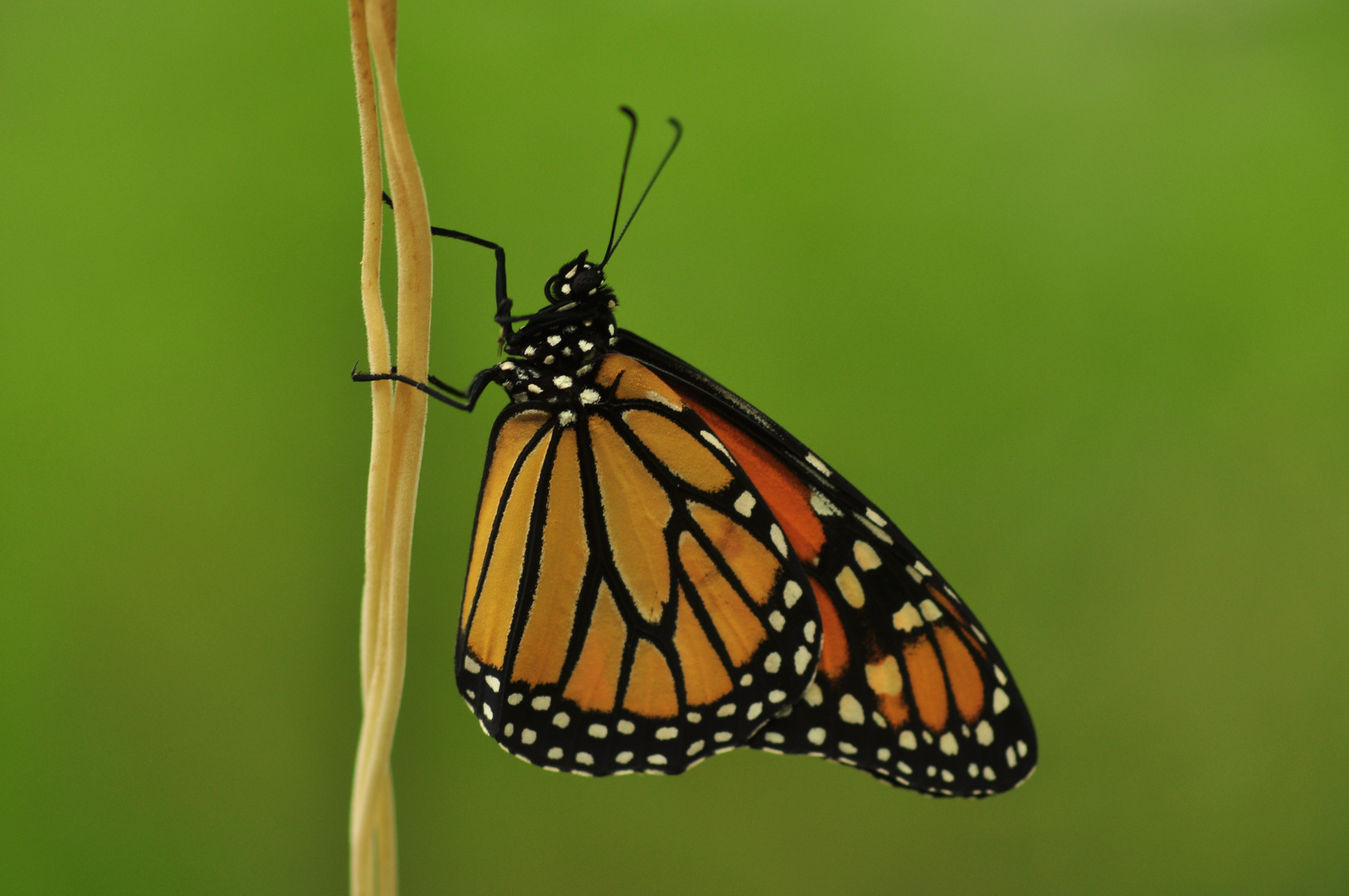 Schmetterling am Faden