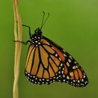 Schmetterling am Faden