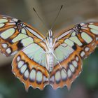 Schmetterling am Fenster