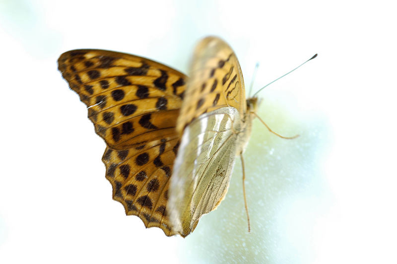 Schmetterling am Fenster