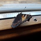 Schmetterling am Fenster!