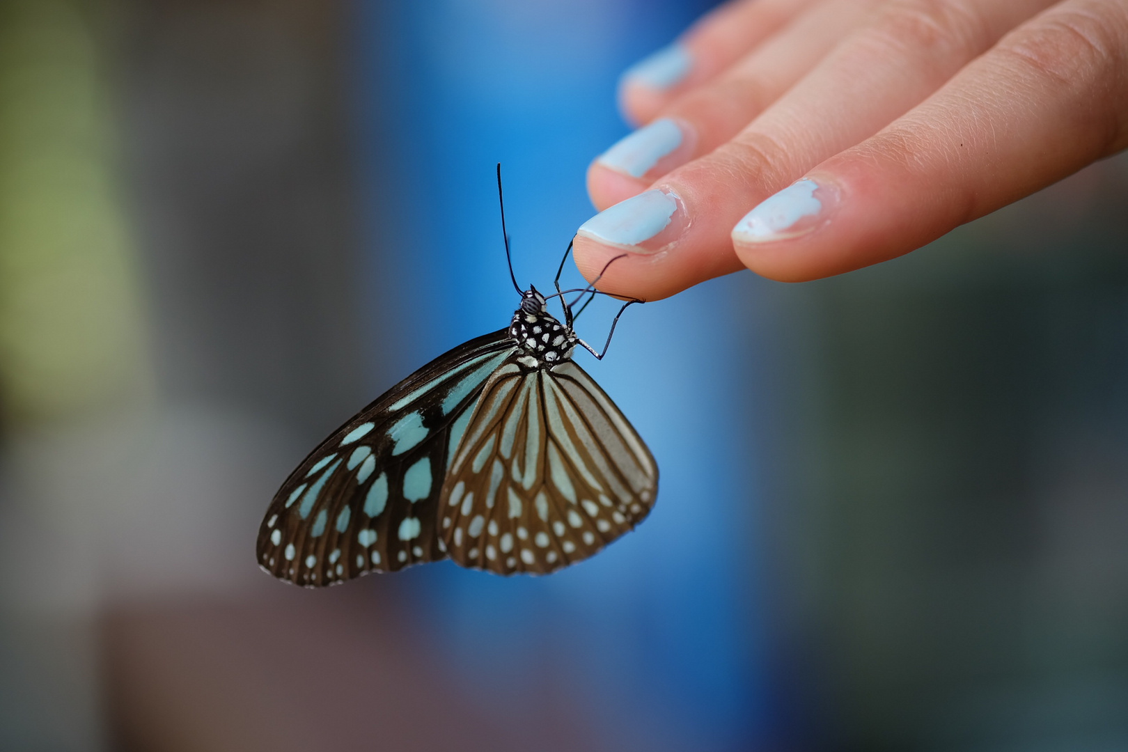 Schmetterling am Finger in Thailand