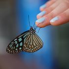 Schmetterling am Finger in Thailand