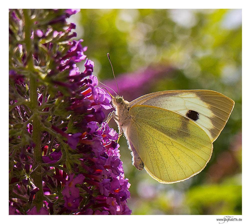 Schmetterling am Flieder