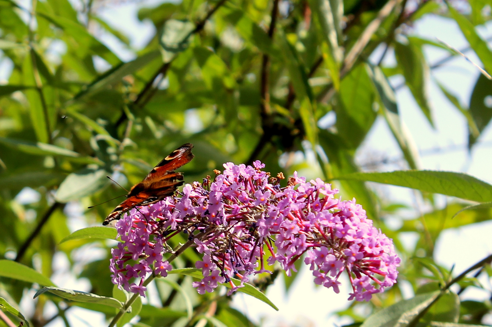 Schmetterling am Flieder