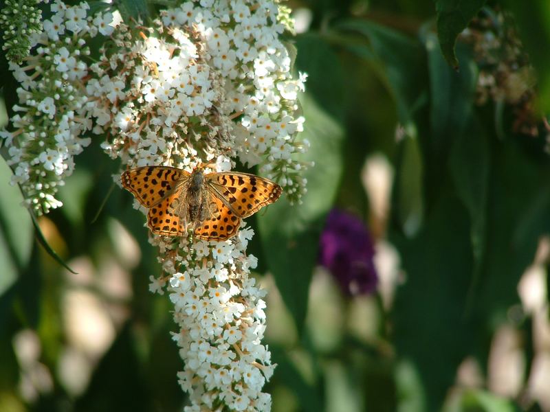 Schmetterling am Flieder