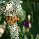 Schmetterling am Flieder