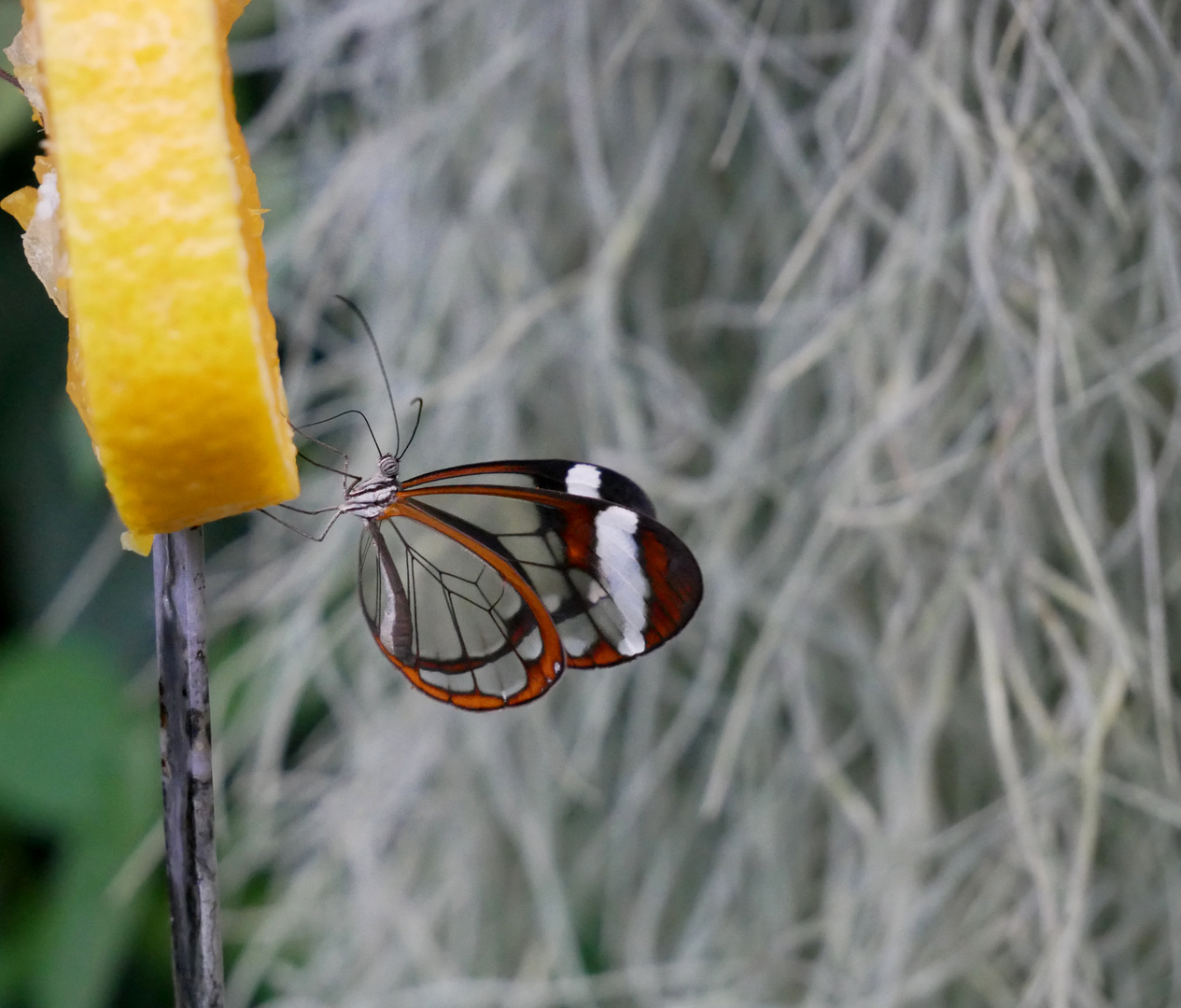 Schmetterling am Futter