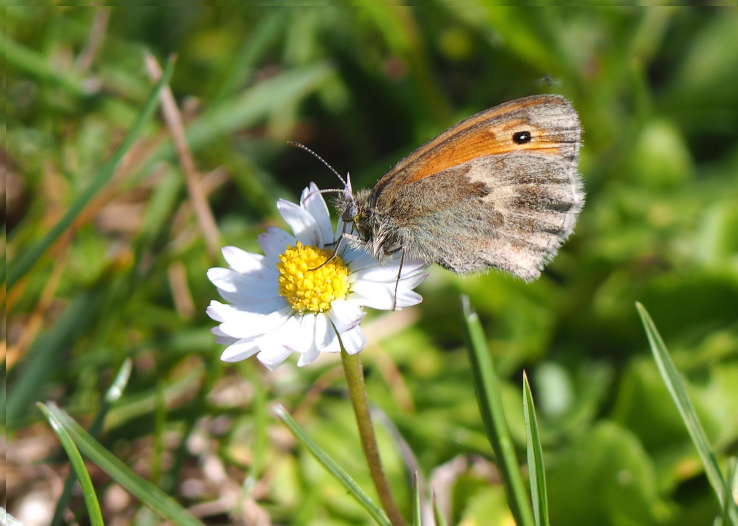 Schmetterling am Gänseblümchen P8200214