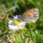 Schmetterling am Gänseblümchen P8200214