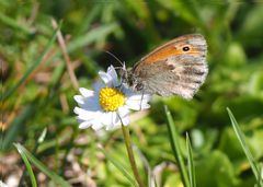 Schmetterling am Gänseblümchen P8200214