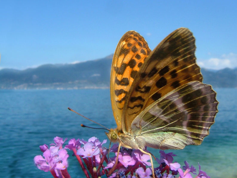 Schmetterling am Gardasee