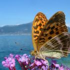 Schmetterling am Gardasee