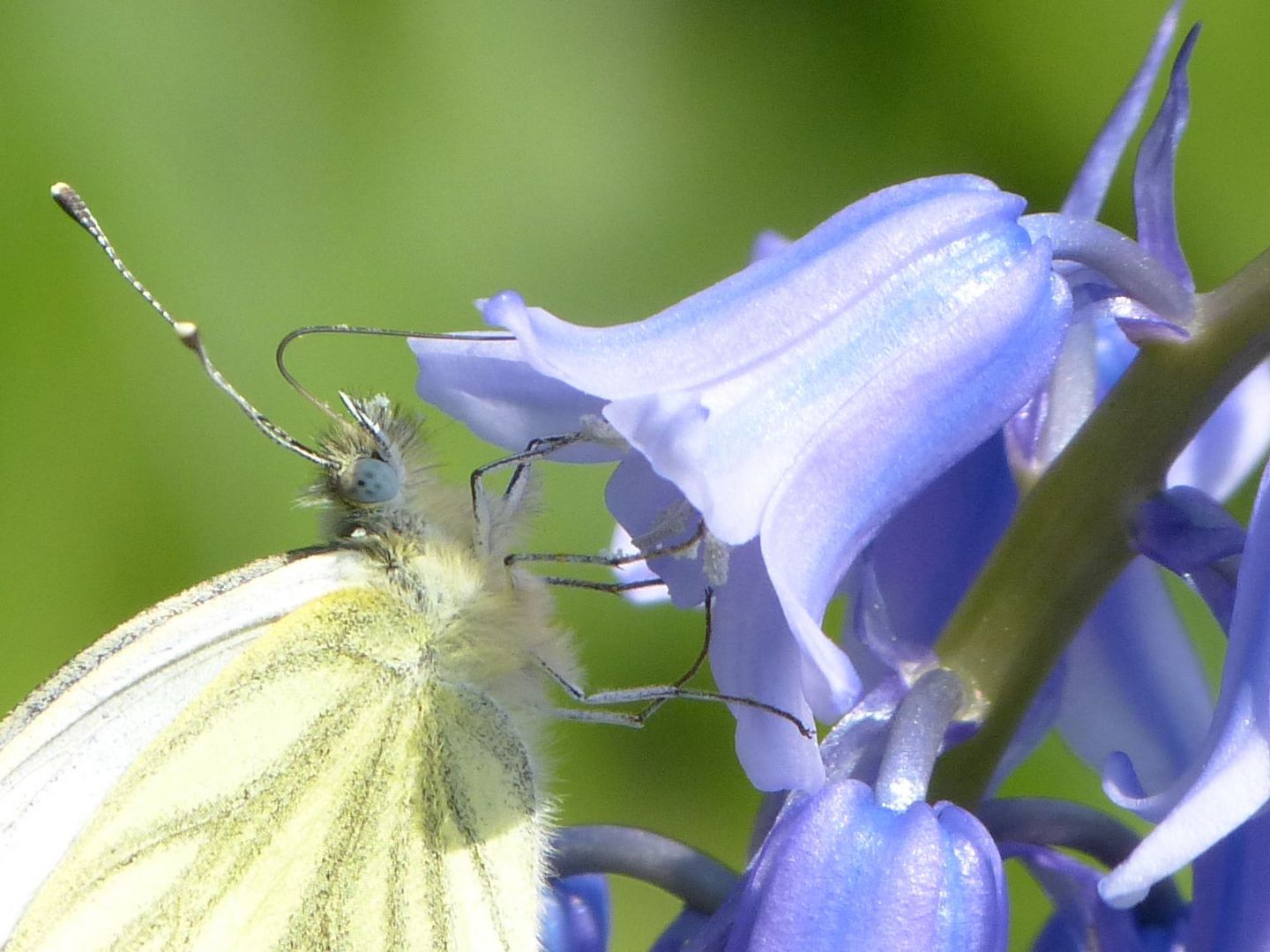 Schmetterling am Glöckchen