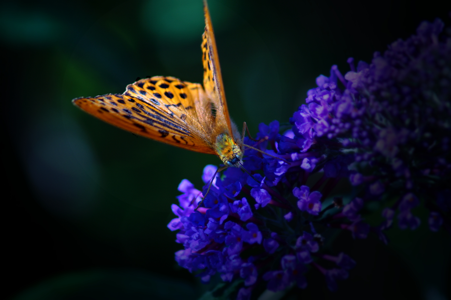 Schmetterling am Gustieren