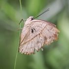 Schmetterling am Halm