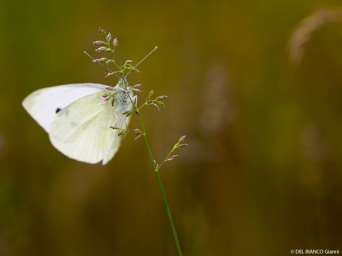 Schmetterling am Halm