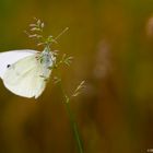 Schmetterling am Halm