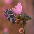 Schmetterling am Hohen Karpfen