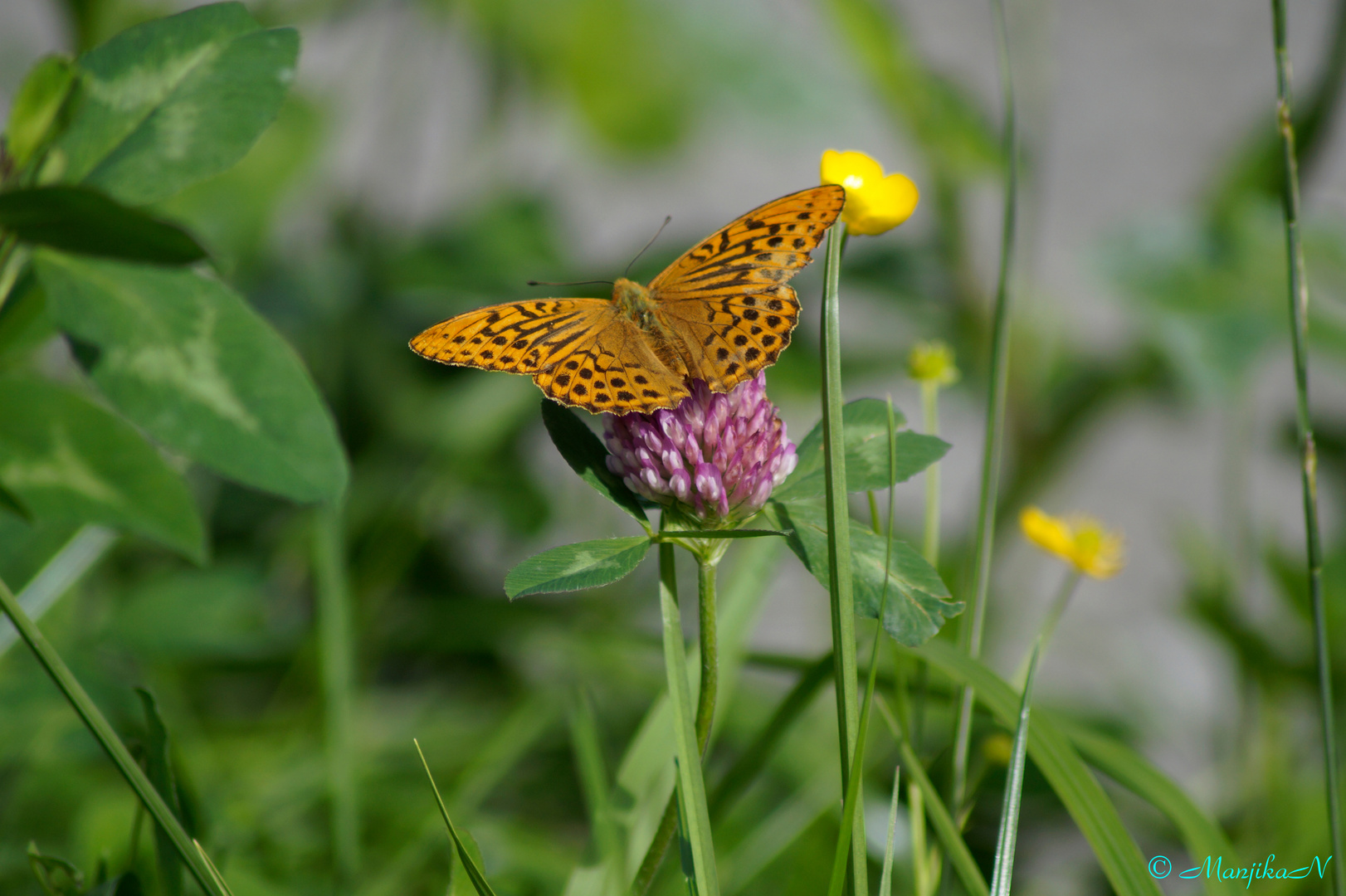 Schmetterling am Königsee