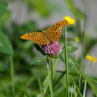 Schmetterling am Königsee