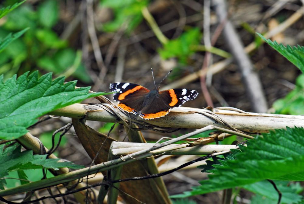 Schmetterling am Kolk