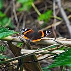 Schmetterling am Kolk